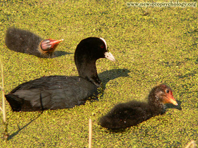 Coot (Fulica atra)