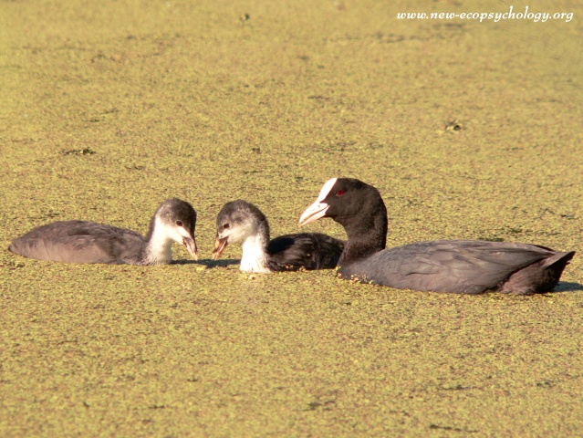 Coot (Fulica atra)