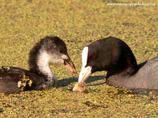 Coot (Fulica atra)