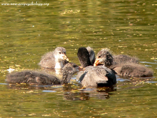 Coot (Fulica atra)
