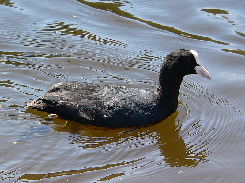Coot (Fulica atra)