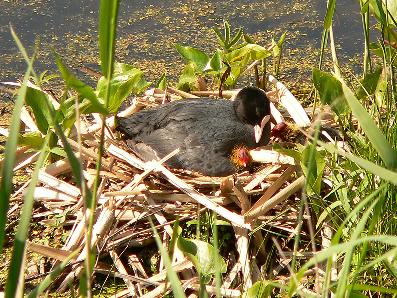 Coot (Fulica atra)