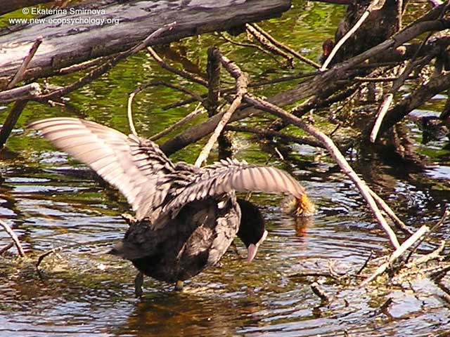 Coot (Fulica atra)