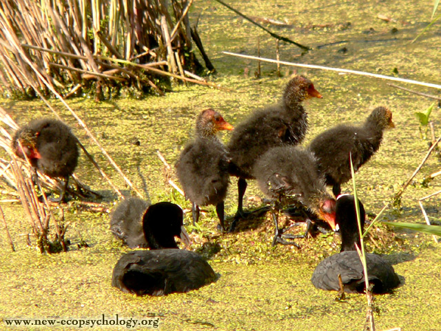 Coot (Fulica atra)