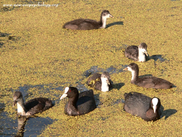 Coot (Fulica atra)