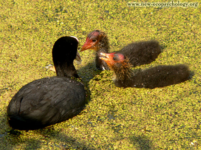 Coot (Fulica atra)