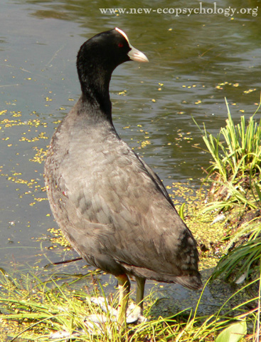 Coot (Fulica atra)