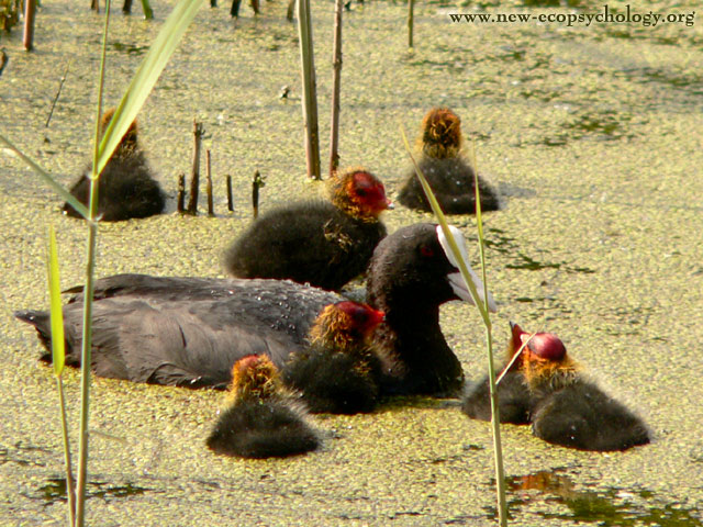 Coot (Fulica atra)