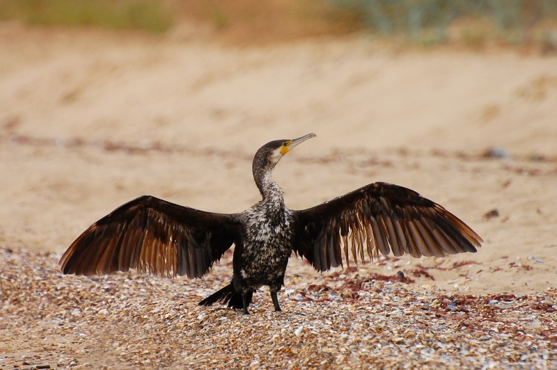 Cormorant (Phalacrocorax carbo)