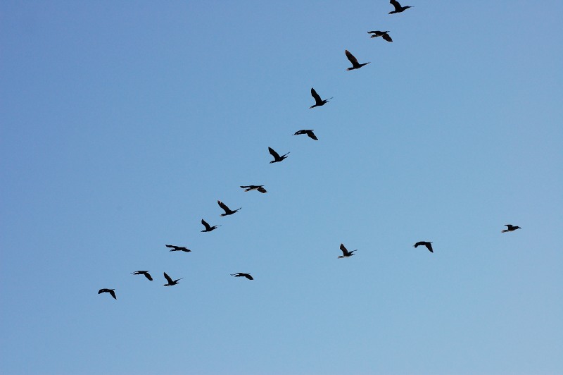 Kormoran (Phalacrocorax carbo)