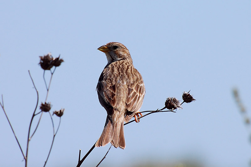 Corn Bunting (Miliaria calandra)