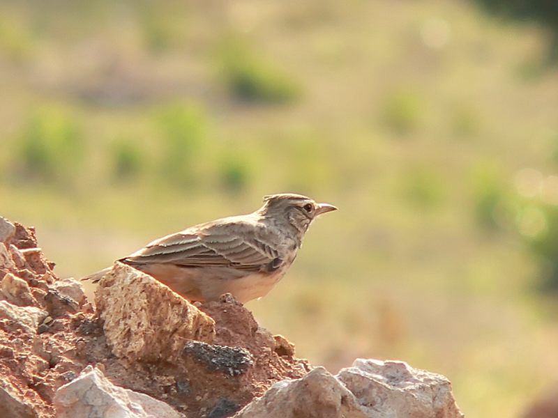 Cappellaccia (Galerida cristata)