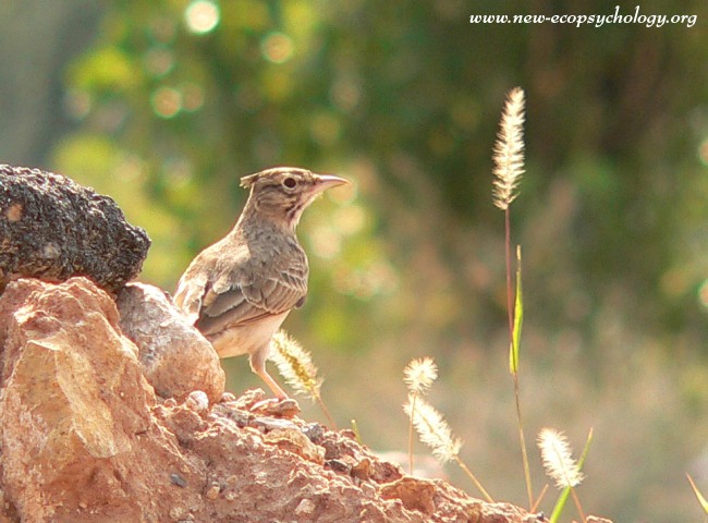 Crested Lark (Galerida cristata)