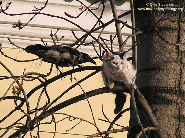 Hooded Crow (Corvus cornix)