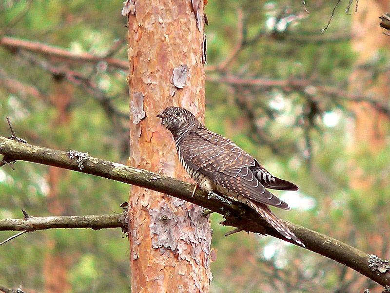 Eurasian Cuckoo (Cuculus canorus)