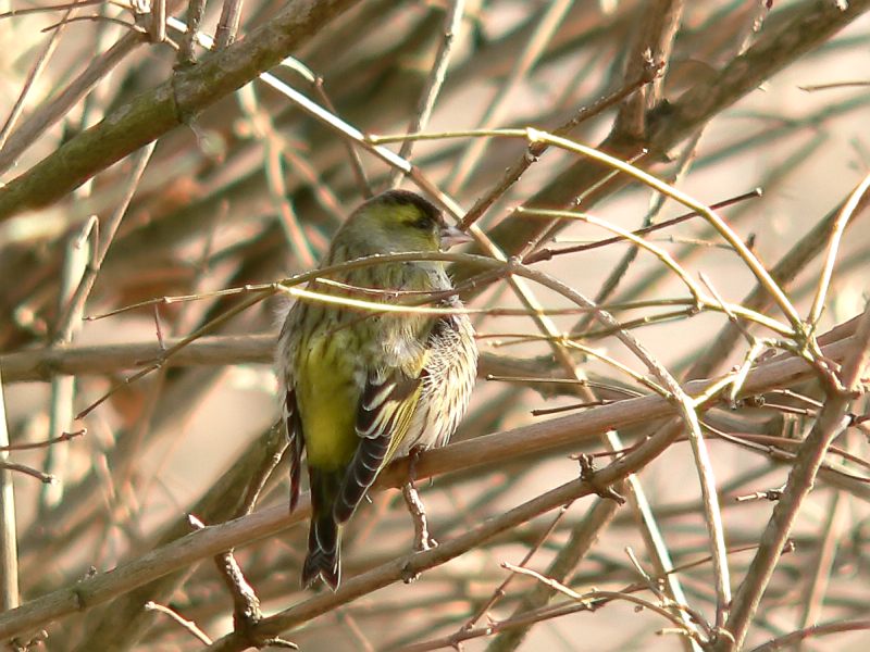 Eurasian Siskin (Carduelis spinus)
