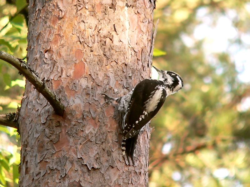 Eurasian Three-toed Woodpecker (Picoides tridactylus)