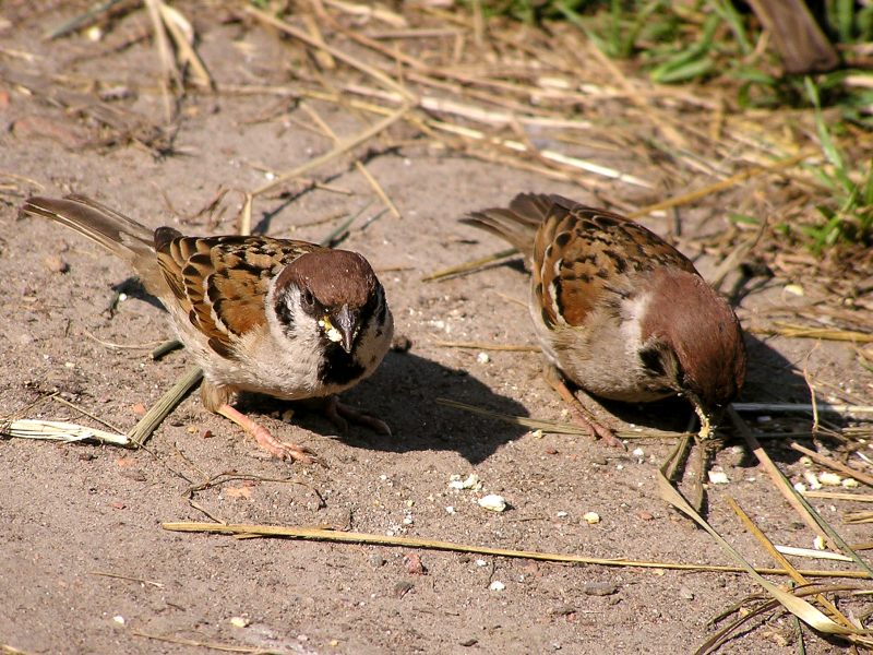 Eurasian Tree Sparrow (Passer montanus)