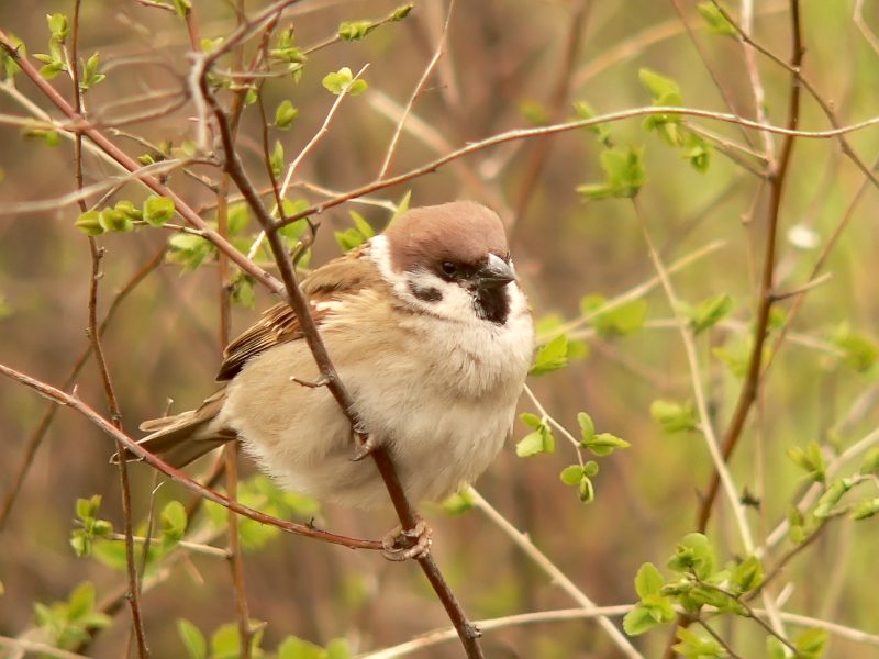 Eurasian Tree Sparrow (Passer montanus)