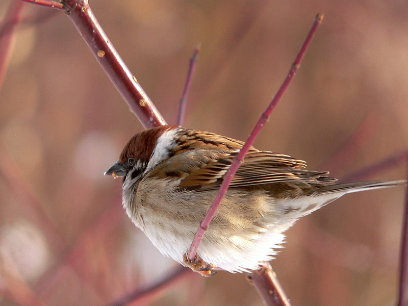 Eurasian Tree Sparrow (Passer montanus)