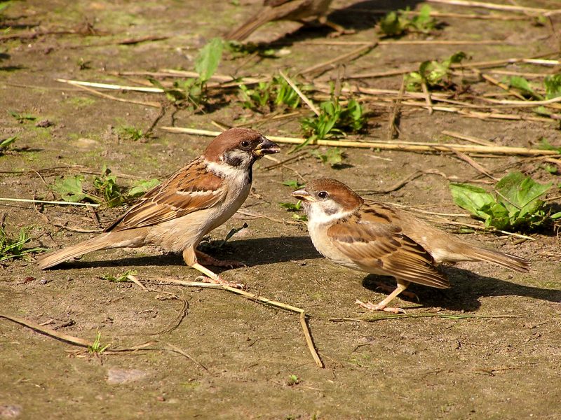 Passera mattugia (Passer montanus)