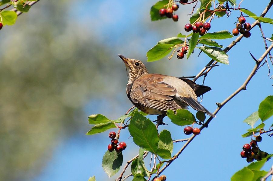 Fieldfare (Turdus pilaris)