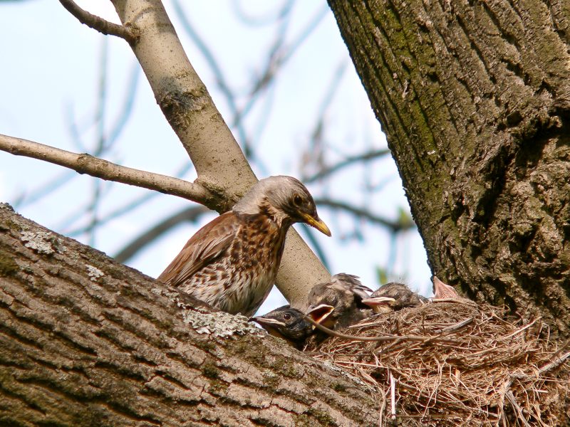 Fieldfare (Turdus pilaris)
