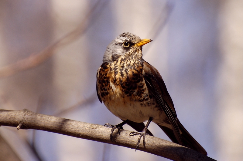 Fieldfare (Turdus pilaris)