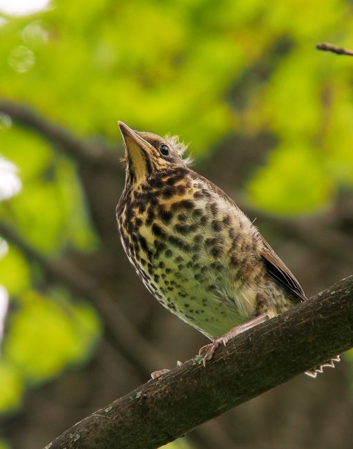 Fieldfare (Turdus pilaris)