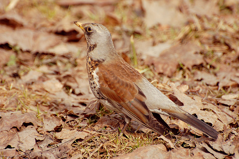 Fieldfare (Turdus pilaris)