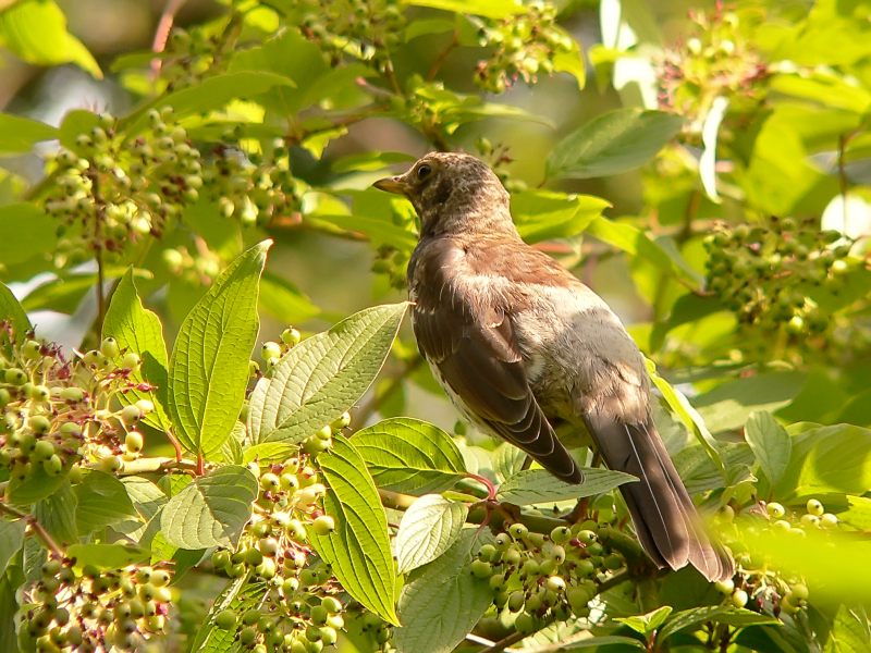 Zorzal real (Turdus pilaris)