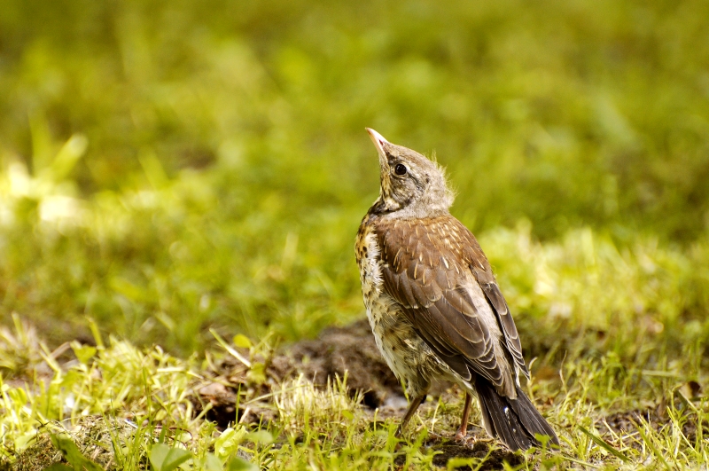 Fieldfare (Turdus pilaris)
