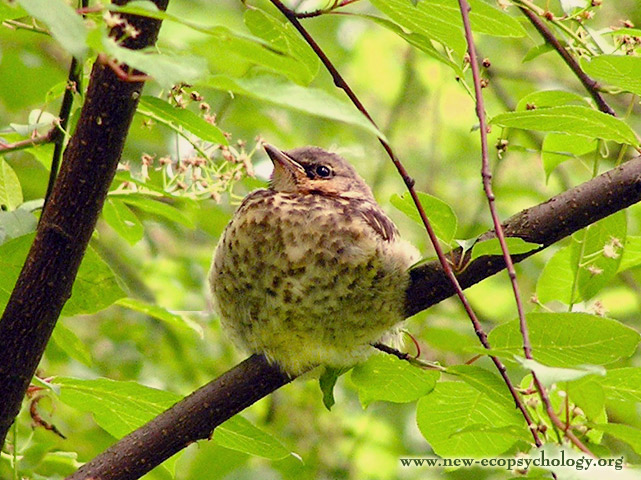 Fieldfare (Turdus pilaris)