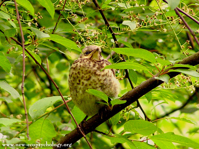 Cesèna (Turdus pilaris)