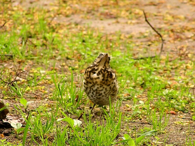 Fieldfare (Turdus pilaris)