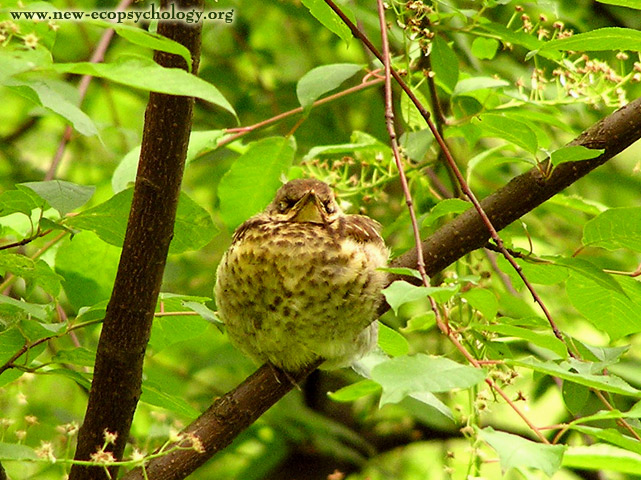 Cesèna (Turdus pilaris)