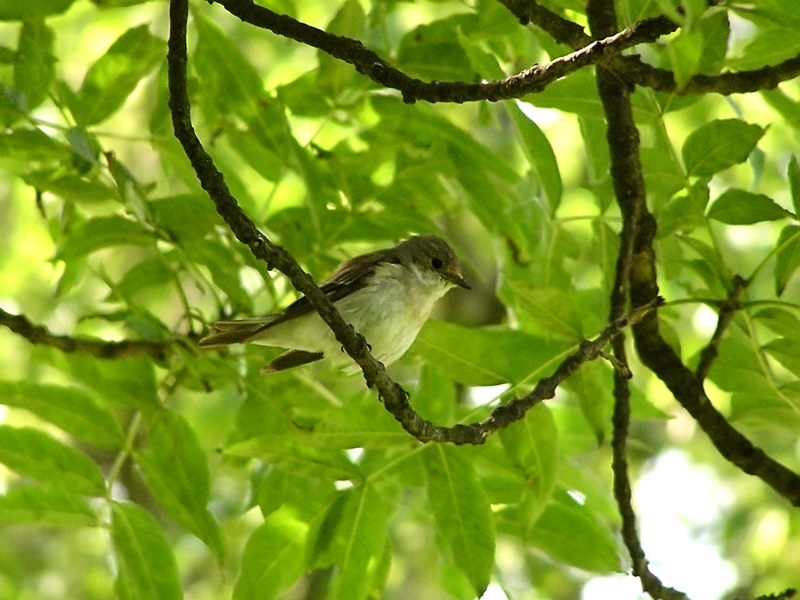 Garden Warbler (Sylvia borin)