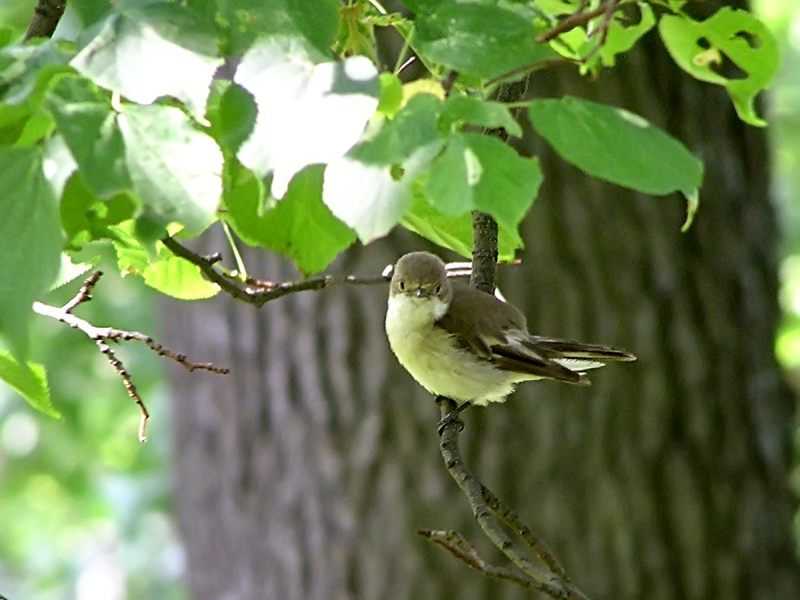 Garden Warbler (Sylvia borin)