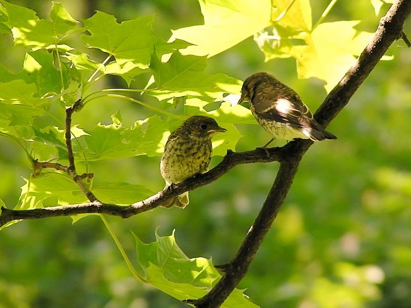 Garden Warbler (Sylvia borin)