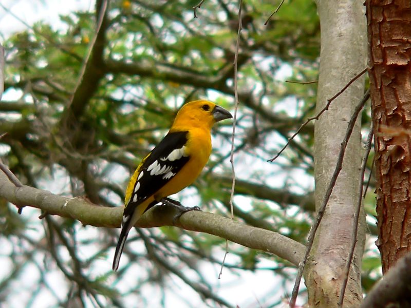 Golden-bellied Grosbeak or Southern Yellow Grosbeak (Pheucticus chrysogaster)