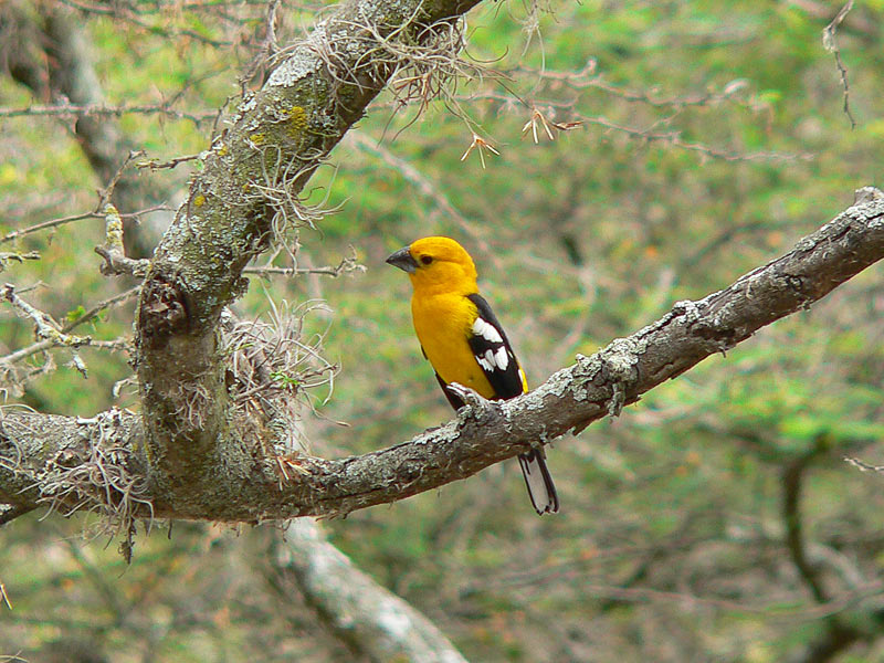 Golden-bellied Grosbeak or Southern Yellow Grosbeak (Pheucticus chrysogaster)