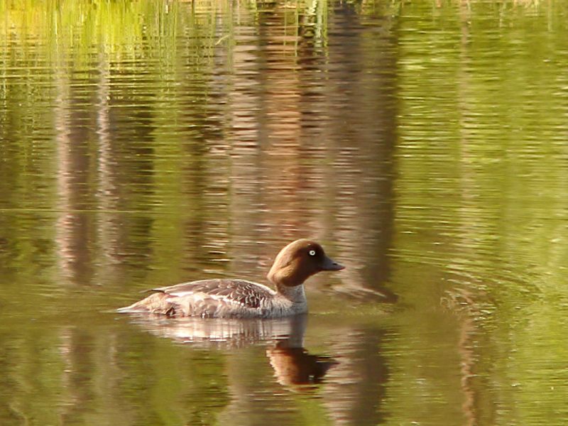 Common Goldeneye (Bucephala clangula)
