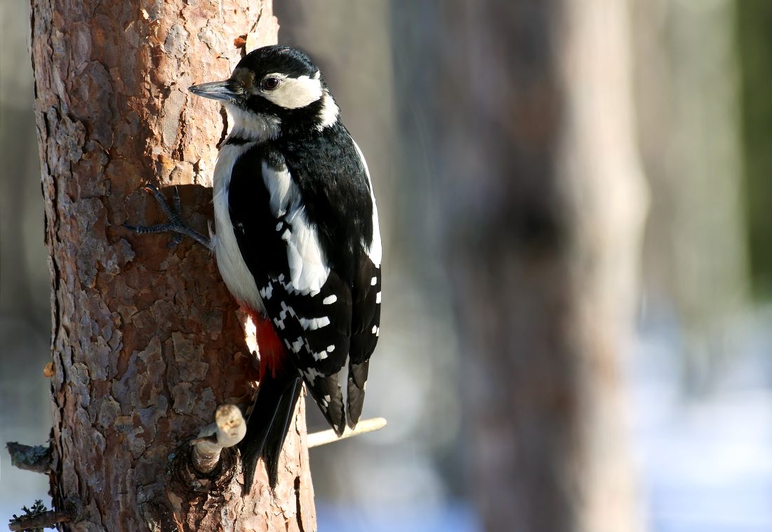 Buntspecht, Rotspecht (Dendrocopos major)