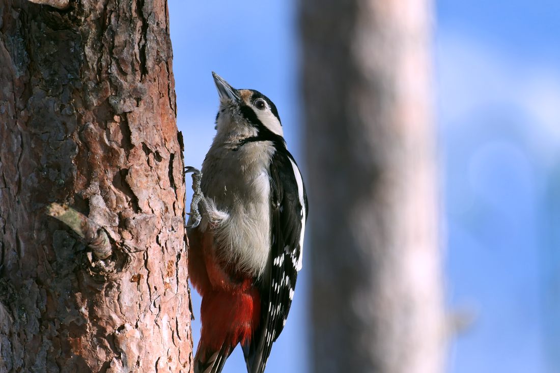 Buntspecht, Rotspecht (Dendrocopos major)