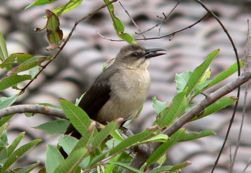 Great-tailed Grackle (Quiscalus mexicanus)