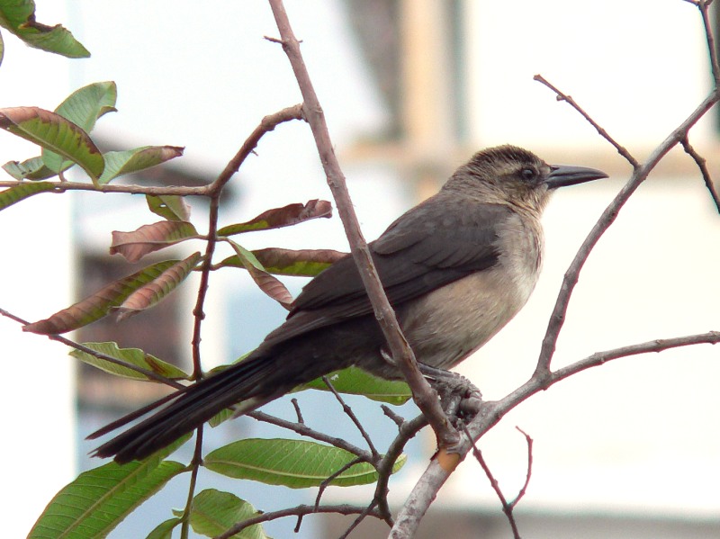 Great-tailed Grackle (Quiscalus mexicanus)