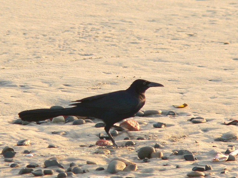 Great-tailed Grackle (Quiscalus mexicanus)