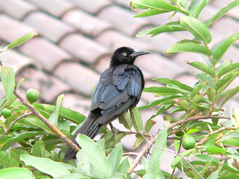 Great-tailed Grackle (Quiscalus mexicanus)