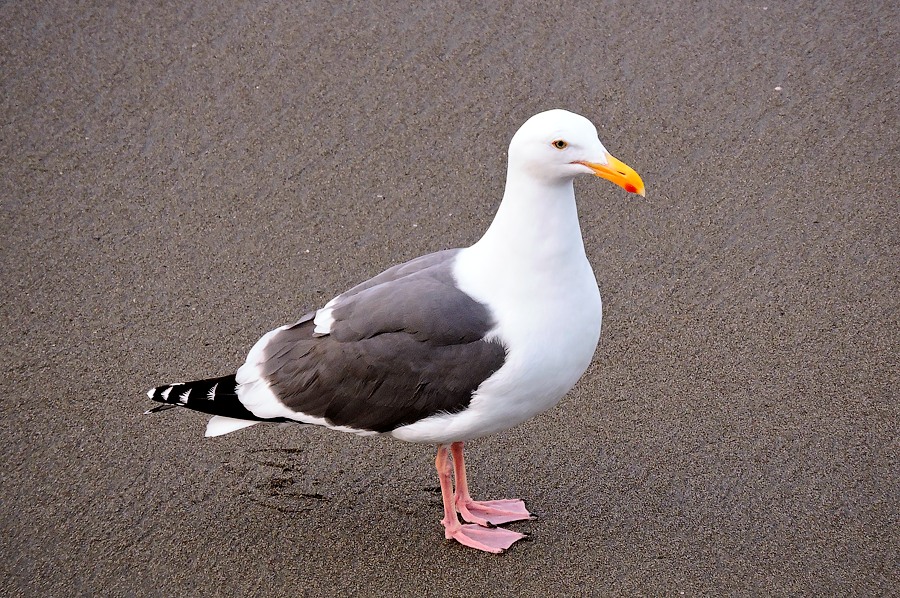 Great black-backed gull (Larus marinus)