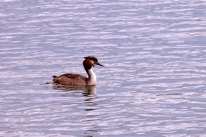 Great Crested Grebe (Podiceps cristatus)